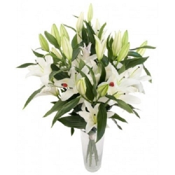 Antarctica - Bouquet of Lilies