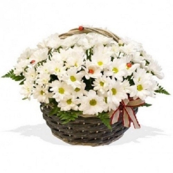 Белые хризантемы в корзине...