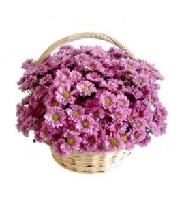 Букет розовых хризантем в корзине „Каникулы“